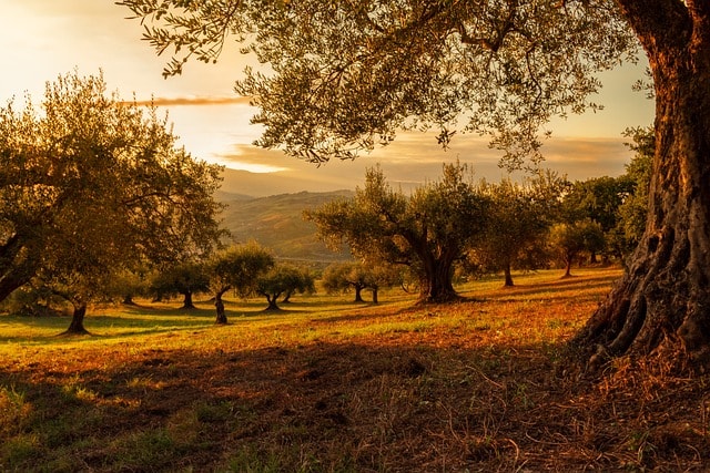 field, trees, nature, sunset, wilderness, forest, woods, outdoors, field, field, forest, forest, forest, forest, forest